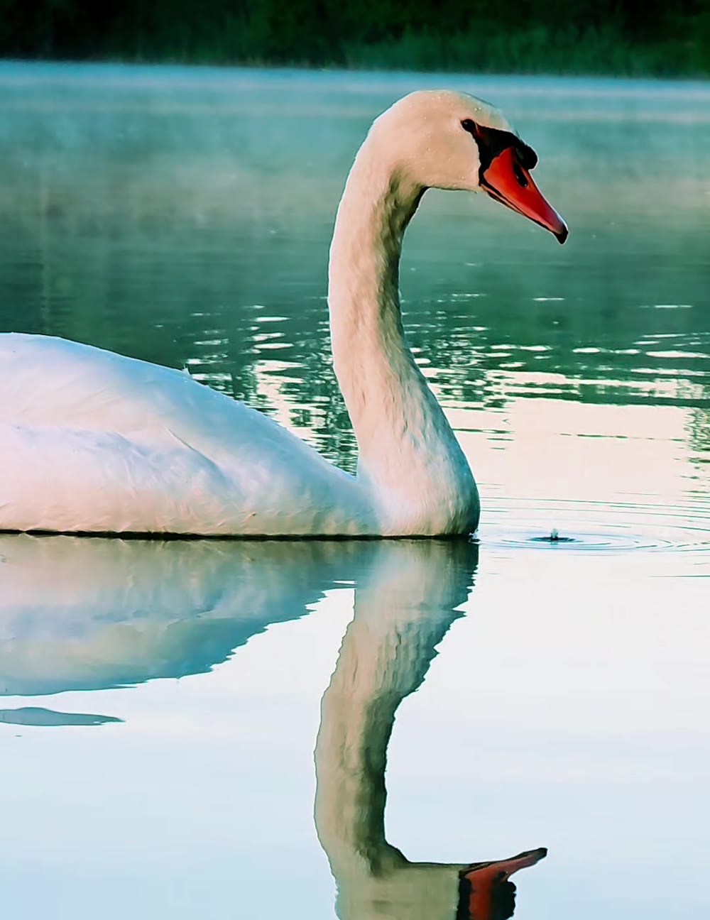 Ein Schwan im Morgennebel auf dem Weiher, mit Spiegelung