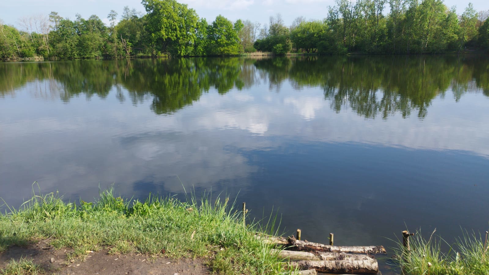 Der Weiher an der Autobahn im Frühjahr: ruhiges Wasser, Bäume am gegenüberliegenden Ufer, vorn zwei Baumstämme am Rand